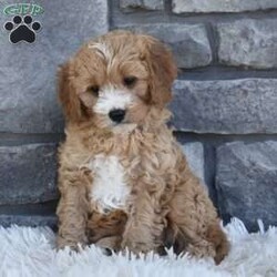 Bentley/Cavapoo									Puppy/Male	/10 Weeks,I offer a one year health guarantee. Up to date on shots and dewormings. I’m looking for a loving indoor home. Shipping options are available anywhere in the US. All Sunday calls are returned on Mondays. Thanks Jon