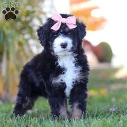 Sadie/Mini Bernedoodle									Puppy/Female	/7 Weeks,Meet Sadie, the sweetest Mini Bernedoodle puppy! A delightful mix of the loyal Bernese Mountain Dog and the intelligent Poodle, this little one is full of love, energy, and playfulness. With a soft, wavy coat and her big puppy eyes, she will quickly become the heart of your home. Bernedoodles are known for their friendly, easygoing nature and strong desire to bond with their families, making them perfect companions for all ages.