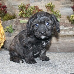 Charlie/Cavapoo									Puppy/Male	/September 5th, 2024,Take a look at this charming F1 Cavapoo puppy who is well socialized and adjusted to a family atmosphere! This little cutie comes up to date on shots and dewormer and vet checked, and the breeder offers an extended health guarantee. If you are searching for a friendly, hypoallergenic puppy to add to your home contact us today! 