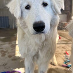 Adopt a dog:Artie/Maremma Sheepdog/Male/1 Year 9 Months,Meet Artie: The Laid-Back Guardian Hey there! I’m Artie, the chilled-out Maremma who’s mastered the art of snoozing and observing. If you’re looking for a dog who enjoys the simple pleasures of life—like napping in sunny spots and keeping a watchful eye on the world—then look no further! You must know that I am a bit reserved when it comes to making new human friends, however I thrive in the company of my fellow canines, so I must go home with another dog so they can help me tackle life outside the shelter. Having dog friends keep my spirits high and my tail wagging.  I’m on the lookout for an experienced owner who knows the ins and outs of my breed. Maremmas are unique and require someone who understands our quirks and charms. Adult-only households are best for me—let’s keep things serene and drama-free. So, if you’re an experienced dog lover with a furry friend ready to welcome a laid-back, observant dude like me into your home, let’s make some magic happen! Just be prepared for some quality snooze sessions and the occasional thoughtful stare as I contemplate the mysteries of the universe. Please submit an   if you are interested in meeting Artie, or call 0477 064 192. Artie's requirement's :