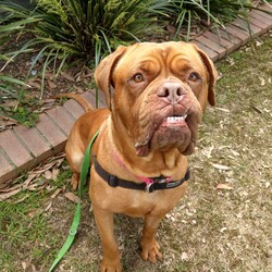 Nala/Dogue de Bordeaux/Female/4 Years 12 Months,Hello there! My name is Nala and I'm a lovely Dogue de Bordeaux. I'm nearly 5 years old, but don't let that fool you, I'm still full of life and love. I love to nap in the sun and go for leisurely walks – and of course I love treats! I'm a low energy dog, I promise to be the perfect companion for those cozy nights in. I'm looking for a home where I can be the only dog; I love all the attention! I can't wait to find my forever home and become your best friend. I'd prefer older children as I can be a bit boisterous and would prefer a calm, consistent household. Requirements: Nala is such a sweet and beautiful girl, sure to brighten up your life! Come on in and say hi! Love and dribbles, Nala!