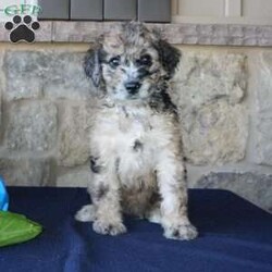 Sadie/Mini Labradoodle									Puppy/Female	/7 Weeks,Are you searching for a Mini Labradoodle who will have a hypoallergenic coat and feel soft and snuggly like a Poodle? We have been specializing in multigenerational Mini Labradoodles for years and have finally perfected the coat textures of our puppies so that you can enjoy the happy go lucky personality of the Labrador with the convenience of the Poodle coat! Our puppies come up to date on shots and dewormer and will be vet checked before they leave. We offer a 1 Year Genetic Health Guarantee as well! If you are looking for the perfect pup this fall contact us today! 