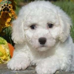 Alfie/Bichon Frise									Puppy/Male	/9 Weeks,Check out Alfie, an adorable Bichon Frise puppy eager to meet you! This playful pup is family-raised with children and socialized, making him an excellent fit for anyone interested in adopting. Also, Alfie will come home vet checked and up to date on shots & wormer, plus the breeder provides a 1-year genetic health guarantee. If you want to learn more about Alfie who can be registered with the ACA, please call Joe today!