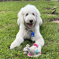 Adopt a dog:Finn/Klee Kai/Male/Young,Meet Finn! This 1-year old, Komondor weighs 67 lbs. Finn is looking for his forever home that can give him lots of love, pats, and the amazing life that he deserves. 


	General Behavior: Finn is a very happy, sweet and funny boy. It may take him a minute to warm up to new people, but once he does, he is very affectionate and loves pets and attention. His love languages are touch and words of affirmation. He would do wonderfully with a breed-savvy family who can commit to looking after his gorgeous coat and who can keep this intelligent guy occupied.
	Likes & Dislikes: Finn loves to have his coat brushed and he loves a good belly rub. He leans into you to give and receive hugs and kisses. He enjoys playing with plush toys. He loves taking walks and does well in the car. He enjoys chasing lizards, although his foster mom doesn't think he's caught one yet.
	Training: Finn is a smart cookie! He knows how to sit and is working on his recall. He waits patiently by the door to go on a walk or car ride and is good on a leash. He is doing extremely well with house training. He may bark if he sees the mailman outside but will stop if you ask his to. Finn is not reactive to loud noises, such as a vacuum, blender, mower, thunder or even a hurricane.
	Medical: Finn is very healthy. He is up to date on vaccines, heartworm negative, microchipped and spayed. He only requires monthly heartworm and flea prevention.
	Other Animals: Finn is good with other dogs. He absolutely adores playing with his foster sister. He would enjoy sharing a home with another friendly dog. His foster mom has not tested his with cats but believes he would be good with them, too.
	Children: Finn is gentle with children but may need a minute to warm up to them. 
	Home: Finn would do well in a single-family home with a fence to roam and chase lizards and hopefully play with a new brother or sister. 
	Grooming: As a Komondor breed, Finn does not shed but will require daily brushing if he is kept short, which he enjoys very much. He will require professional grooming every 6-8 weeks. The cost of grooming for a pooch his size runs approximately $100.
	Overall: This beautiful, sweet boy is always so happy and will make you happy just to look at him. He'll make a best friend for one lucky family!


Finn is looking for a person who will love his as much as he will love them. Is that you? Then visit our website www.PoodleandPoochRescue.org where you will find the application to adopt. You'll be put in contact with the foster family for more information if it's a potential match. He is up to date on vaccines, heartworm negative, microchipped, and neutered, and he has just had his teeth cleaned. His adoption donation is $650.