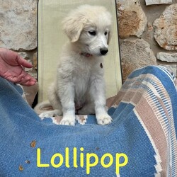 Adopt a dog:me/Great Pyrenees/Male/Baby,Introducing the HALLOWEEN Litter:

Meet MILKY WAY, CANDY CORN, SNICKERS (3 boys) AND LOLLIPOP (only girl)!

They are Great Pyrenees x Lab pups we have in our Rescue - they were born 20 August and are staying at a wonderful foster home in Houston. They  are well socialized and will continue to get lots of attention from their foster family. They were around 12lbs at 9 weeks but will grow to be 75-85lbs.

They are sweet, cuddly pups! They love to play with all people and each other. 

They are up to date on their baby vaccinations and microchipped.
Candy is very sweet, plays well with others but doesn't mind napping alone.
Milky Way is a smaller guy, extremely social, loves pets and gives kisses.
Snickers is the largest pup, more independent but plays well with others, galloping goofball.
Lollipop is a SWEET SWEET girl, likes her quiet time but also loves to romp and run.

The puppy must be neutered/spayed before he/she is 1 year old - once this is done by your vet, Twilight Tails will give you a rebate of $100.

They are being fostered in Fulshear TX but we can have them brought to PA on rescue transport (once adopted) which brings dogs up once a month.

Each adoption fee is $395 plus $30 for a health certificate and $220 for transport.

Please complete the application on this link:
https://forms.gle/iCDkiVT5FwJYhezn8

Or email ular.sandra@gmail.com for an application.

Once your application is approved, we can arrange a FaceTime session for you to meet him.