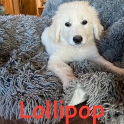 Adopt a dog:me/Great Pyrenees/Male/Baby,Introducing the HALLOWEEN Litter:

Meet MILKY WAY, CANDY CORN, SNICKERS (3 boys) AND LOLLIPOP (only girl)!

They are Great Pyrenees x Lab pups we have in our Rescue - they were born 20 August and are staying at a wonderful foster home in Houston. They  are well socialized and will continue to get lots of attention from their foster family. They were around 12lbs at 9 weeks but will grow to be 75-85lbs.

They are sweet, cuddly pups! They love to play with all people and each other. 

They are up to date on their baby vaccinations and microchipped.
Candy is very sweet, plays well with others but doesn't mind napping alone.
Milky Way is a smaller guy, extremely social, loves pets and gives kisses.
Snickers is the largest pup, more independent but plays well with others, galloping goofball.
Lollipop is a SWEET SWEET girl, likes her quiet time but also loves to romp and run.

The puppy must be neutered/spayed before he/she is 1 year old - once this is done by your vet, Twilight Tails will give you a rebate of $100.

They are being fostered in Fulshear TX but we can have them brought to PA on rescue transport (once adopted) which brings dogs up once a month.

Each adoption fee is $395 plus $30 for a health certificate and $220 for transport.

Please complete the application on this link:
https://forms.gle/iCDkiVT5FwJYhezn8

Or email ular.sandra@gmail.com for an application.

Once your application is approved, we can arrange a FaceTime session for you to meet him.