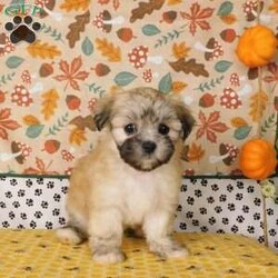 Virginia/Lhasa-Poo									Puppy/Female	/14 Weeks,Meet Virginia! This adorable Lhasa-Poo is vet checked & up to date on shots & wormer, plus comes with a 30 day health guarantee provided by the breeder! Virginia is well socialized & currently being family raised with children! If you would like more information on this sweetheart, please contact Glenn & Miriam Fox today!