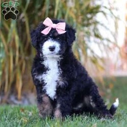 Sadie/Mini Bernedoodle									Puppy/Female	/7 Weeks,Meet Sadie, the sweetest Mini Bernedoodle puppy! A delightful mix of the loyal Bernese Mountain Dog and the intelligent Poodle, this little one is full of love, energy, and playfulness. With a soft, wavy coat and her big puppy eyes, she will quickly become the heart of your home. Bernedoodles are known for their friendly, easygoing nature and strong desire to bond with their families, making them perfect companions for all ages.