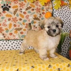 Virginia/Lhasa-Poo									Puppy/Female	/14 Weeks,Meet Virginia! This adorable Lhasa-Poo is vet checked & up to date on shots & wormer, plus comes with a 30 day health guarantee provided by the breeder! Virginia is well socialized & currently being family raised with children! If you would like more information on this sweetheart, please contact Glenn & Miriam Fox today!