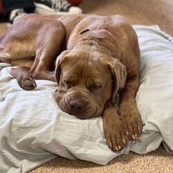 Norah/Dogue de Bordeaux/Female/4 Years 2 Months,