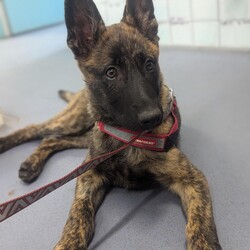 Jade/Dutch Shepherd / German Shepherd Dog/Female/5 Months,Hey, I'm Jade! I'm a gorgeous young Dutch Shepherd Puppy! I'm lively, athletic, alert and an intelligent breed, I was originally used for herding other animals! I have an independent nature; I can sometimes have a mind of my own and tend to do what I like. I have plenty of drive, and endless energy, I could run all day if I wanted! My breed thrives on ongoing training, a few quick training sessions a day to make me think and earn will be oh so beneficial for everyone involved! Because of my breed, I require an experienced owner to continue my training and for ongoing management while I grow into a big strong girl. I'm not a German Shepherd, I'm a Dutch Shepherd! I came to the shelter as a wee puppy, I was raised with my siblings, now we are all grown up and ready to go on adventures of our own. Being in foster care with other dogs has increased my confidence and now I'm ready to take on the world, I will need to go home with another canine companion that meets my energy levels for company so you can leave the house when you need, and for a play buddy to help use up some of this puppy energy! I'll keep you on your toes as I'm into everything and love making mischief! I will need consistent, ongoing, positive training to keep me out of trouble, and help me to form that vital bond with you. If you're looking for an active companion and are willing to provide me with my needs, please give the shelter a call to organize an appointment to meet me. XX Jade My Adoption Fee is $620 = desex, microchip, vaccinations, flea, tick & worming treatments