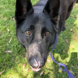 Adopt a dog:Winter/German Shepherd Dog/Female/6 Years 10 Months,Hey there our names are Jett and Winter and we are a super sweet bonded pair that absolutely adore each other and can't bare to be separated, so we are hoping to find that super special human who has the room in their hear and love to give two dogs!! We would love a family that will include us in all their activities, we love to go on adventures and car rides, we are both currently on a weight lose plan so regular exercise is a must for us to keep us healthy and strong. We will need a nice secure backyard with solid fencing to explore, play and nap in while you are out or at work, with lots of sleeping spots to keep us comfy. Indoor and outdoor access would be ideal for us as we have had this previously and it would be great to be able to find a cool spot in the hotter months. We will need children that are slightly older and confident around larger dogs, we have not previously lived with kids but have had interactions with them, so kids that are a bit calmer and will take it slower with us would be best. We have both met dogs here at the shelter and are showing playful behaviours, however due to the amount of change we have been through we would be best to be the only 2 dogs in the home for now while we adjust. Requirements: -Must meet all family  –  No children under 12 -Must be rehomed with Winter  –  Solid fencing -Indoor/outdoor access If you think we could be the pair for you, please head into the shelter today we can hardly wait to find out very own home. Love and kisses, Jett & Winter