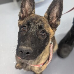 Jade/Dutch Shepherd / German Shepherd Dog/Female/5 Months,Hey, I'm Jade! I'm a gorgeous young Dutch Shepherd Puppy! I'm lively, athletic, alert and an intelligent breed, I was originally used for herding other animals! I have an independent nature; I can sometimes have a mind of my own and tend to do what I like. I have plenty of drive, and endless energy, I could run all day if I wanted! My breed thrives on ongoing training, a few quick training sessions a day to make me think and earn will be oh so beneficial for everyone involved! Because of my breed, I require an experienced owner to continue my training and for ongoing management while I grow into a big strong girl. I'm not a German Shepherd, I'm a Dutch Shepherd! I came to the shelter as a wee puppy, I was raised with my siblings, now we are all grown up and ready to go on adventures of our own. Being in foster care with other dogs has increased my confidence and now I'm ready to take on the world, I will need to go home with another canine companion that meets my energy levels for company so you can leave the house when you need, and for a play buddy to help use up some of this puppy energy! I'll keep you on your toes as I'm into everything and love making mischief! I will need consistent, ongoing, positive training to keep me out of trouble, and help me to form that vital bond with you. If you're looking for an active companion and are willing to provide me with my needs, please give the shelter a call to organize an appointment to meet me. XX Jade My Adoption Fee is $620 = desex, microchip, vaccinations, flea, tick & worming treatments