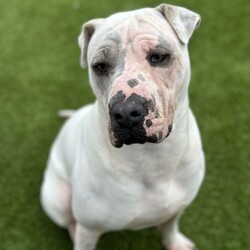 Narla/Shar Pei / Mastiff/Female/1 Year 4 Months,Hold onto your socks! Here comes Narla! This adorable ball of fur is a certified goofball who believes toys are meant to be tossed, not just played with! With my bouncy antics and a personality that could light up the room, I'm ready to bring laughter and joy to your life. While I have a lot of love to give, I need time to get to know you before I like too many pats at once. I would thrive best in a home with older children who can interact with me respectfully, giving me breaks when I need them. I'm looking for a guardian who understands my needs and can advocate for me. Experience with touch sensitivity training will be especially beneficial, bonus points if you can bring snacks to vet visits! No worries if you don't, the team here can show you the ropes. I have shown interest in meeting other dogs during her stay at shelter, and behaved appropriately… for the most part, I can get a little excitable on the leash. A proper introduction to other pups will help me feel more at ease. If you have any doggos at home, please bring them to shelter to meet me! I love my humans even more than my toys (shocking, I know). I prefer the company of her humans. I can be worried when left alone for long periods, a homebody would be my dream come true. I'm a lovable girl that will thrive with an experienced owner who can provide the ongoing training I need. If you have a big heart, some patience, and a love for playtime, you might just be the perfect match! Let’s find this goofball the loving forever home she deserves! Recommendations: