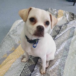 Minnie/Pug / Jack Russell Terrier (Smooth)/Female/1 Year,Hello there, my name is Minnie, and I'm a charming 1 year old female Pug mix with lots of love to share. I've got a zest for life that is just waiting to be explored with you. I'm in my puppy era, so I'm eager to learn about life and everything it has to offer. I'm pretty social but I don't really understand other dogs, so I will need ongoing training to help with my interactions with others. My play mate needs to be calm and neutral with other dogs. I don't have any history with other animals, so I might be curious, but I promise to be on my best behavior. I'm looking for a home where I can get plenty of time to play, explore, and learn. If you work average hours, that's perfect for me! I can entertain myself, but I also love company. I'm best suited for a home with adults or families with children over 12 years old as I am bouncy and am yet to understand that jumping and nipping (mainly to get what I want, when I want it!!) isn't overly fun for humans. My vets have plans to do further surgeries and this will be completed at RSPCA Veterinary Hospital in Yagoona. I would love the chance to settle into my new home first and allow for a smoother recovery. It is recommended that you are located in the Sydney/Illawarra/Central Coast as you will need to travel to Yagoona for further vet appointments. I'm a bundle of joy and energy, and I can't wait to meet you and become a part of your life! Best with Children Aged: 