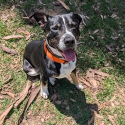 Rex/Staffordshire Bull Terrier/Male/2 Years 2 Months,Hi there! My name is Rex, and I’m an adult Staffy mix with a heart full of love just waiting to share it with the right person. I’m a sweet and affectionate boy who thrives on companionship, so I’m looking for a forever home where someone is around more often than not. I love spending time with my humans, whether it’s cuddling on the couch or enjoying a leisurely stroll in the park. If you have kids, I’d love to meet them first to make sure we’re a perfect match. I’m looking for an experienced owner who understands my needs and can help me continue to grow. I would really benefit from having both indoor and outdoor access, so I can enjoy the sunshine and fresh air while still being part of the family inside. It’s also important for me to meet any dogs that might be part of my new home, as I want to make sure we can get along and be pals. If you think we’d be a great fit, please come visit me at the Sydney shelter! I can’t wait to find my forever home where I can be loved and cherished. Household restrictions: