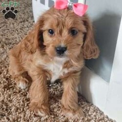 Kate/Cavapoo									Puppy/Female	/7 Weeks,Kate is the lightest with the straightest fur. More laid back and likes to just lay and watch the others .still has a good sense of humor .I love to watch them play:)