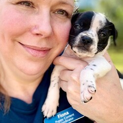 Adopt a dog:Charlie Betty/Pit Bull Terrier/Male/Baby,Meet Charlie! He is currently 4 weeks old, and we think he may be a Pit Bull Terrier mix but with rescue its always a guess! This puppy is from a part of the US where puppies are regularly euthanized. So, this puppy needs you! If you choose a puppy from this rescue, it saves their life AND it also allows us to save the life of another in its place.

Charlie is playful, sweet, curious, and cuddly. He loves to play with his siblings and take lots of naps. Eat, sleep, play, repeat - such is puppy life! 

Charlie is still young so he will need a family that can commit to training, socialization and all the dedication puppyhood requires. His new family will need to continue with potty and crate training and daily exercise. We require a commitment from adoptive families to crate train their new puppy. When old enough, they will be perfect to go on walks and hikes or show off around your neighborhood. 

You will be guaranteed to get lots of kisses in return from your new best friend!

Application link: https://adopt.animalsfirst.com/animal/62cc8e128b02916730334440/671af7caea49c545300c3cec

Please email tim@threelittlepittiesrescue.org with any questions.

Available for adoption in NV, MT, CO,UT, ID, OR, WA, Canada, and now the East Coast! Our PNW dogs are brought to you in style by a beautiful USDA licensed semi-truck, equipped with air conditioning for comfort, two drivers, and 2 onboard attendants providing 24 hour care. Our East Coast route will travel in a private, air conditioned 3LP-run van transport. 

Pick up day is unforgettable! You will get to follow along on their journey through a private FB Event page, where you will see photos, have the opportunity to connect with other adopters, and receive updates and constant communication along the way. One of our Adoption Coordinators can help to find the closest transport pick up location to you!

The adoption fee is $900.00 and includes all vetting as recommended by our doctor: DAPP (2 to 4 depending on age and time in the program), Bordetella, Rabies vaccine (if old enough), multiple broad spectrum deworming treatments, spay/neuter, flea prevention, 2 months of heartworm preventative, extended medical such as dentals, eye surgeries, and orthopedic surgeries prior to adoption when suggested by our partner vets, a microchip with free lifetime registration, a high quality nylon Martingale collar for dogs over 4 months old, a health certificate deeming the pup healthy for travel, cost of transport*, and many priceless years of love and loyal companionship!

*WE ARE TOLD THAT WE GO ABOVE AND BEYOND MEDICALLY. This is the feedback we tend to get, although we cannot guarantee perfect health. 
*To fully vet a dog in the PNW or the NE at many vets it would be upwards of $1,800 just to fix, vaccinate, chip, etc. The adoption fees charged by our rescue do not cover our expenses medically for each animal, but we offset costs with donations. Your adoption fee is considered a donation towards actual costs.

Why adopt from Three Little Pitties?

The stray and animal overpopulation in the Greater Houston area is the highest in the nation. Statistics show that there are over 1 million homeless animals in this region alone. Three Little Pitties Rescue is a nonprofit dog and cat rescue that partners with the community to make a difference. Our mission is to reduce the homeless pet population through community outreach, free spay and neuter services, and saving all breeds of dogs and cats from the streets or animal shelters that oftentimes have no other option but to euthanize animals for space. This dog youve found online is lucky to be in our program, and even luckier to have you notice it!

Three Little Pitties wants to set you and your new pet up for success! We know our dogs and we work hard to prepare them socially for adoption. We are a network of dedicated people who are heavily invested in seeing our animals thrive. From the moment they are accepted into our program, our Intake, Behavior & Medical teams prepare them for adoption by properly vetting, behaviorally assessing, and providing customized plans depending on the dogs needs. We seek to adopt to families who understand that these are rescue dogs and will require continued training efforts, but will be well on their way to being the best dogs that they can be!

It doesnt stop there! Our adopters also receive these special perks:

 30 day trial of pet insurance with Trupanion (must register within 24 hours of first vet appt.)
 A free private online dog training session with GoodPup plus low pricing for future sessions (approx $25 weekly for an 8 week course of one session per week)
 One free bonus toy in every BarkBox when signing up for their Super Chewer subscription plan
 70% off of your first order of Fetch, a PNW based, organic fresh dog food loaf meal subscription plan
 Coupons for a fun visit to Petco 
 Access to our exclusive FB Adopters page, where you can network for play dates, resources, and connect with other adopters that share their passion for their adopted pup!

We celebrated our 6 year anniversary this year! Through the combined efforts of all of our hardworking staff and volunteers, we have placed over 12,000 very lucky dogs and cats into amazing homes! By adopting from us, you save TWO lives! The pet you adopt, and you create an opportunity for another animal to be saved in that spot. Together, we can be heroes.

Follow our rescue journey through the links below!

https://www.threelittlepittiesrescue.org/ https://www.facebook.com/threelittlepittiesrescue https://www.instagram.com/threelittlepittiesrescue

*Due to the rising cost of fuel and transportation expenses, there will be an additional $74 surcharge for transport.

DISCLAIMER- Breed type is determined based on general appearance and behavioral characteristics, and cannot be guaranteed unless DNA test results or AKC registration were provided at intake.