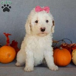 Pixie/Mini Goldendoodle									Puppy/Female	/8 Weeks,Prepare to fall in love !!! My name is Pixie and I’m the sweetest little F1b mini goldendoodle looking for my furever home! One look into my warm, loving eyes and at my silky soft coat and I’ll be sure to have captured your heart already! I’m very happy, playful and very kid friendly and I would love to fill your home with all my puppy love!! I am full of personality, and I give amazing puppy kisses! I stand out way above the rest with my beautiful white coat with red markings ! I will come to you vet checked, microchipped and up to date on all vaccinations and dewormings . I come with a 1-year guarantee with the option of extending it to a 3-year guarantee and our puppies also come with 30 days of pet insurance! My mother is Sophie, our 40#mini goldendoodle with a heart of gold and my father is Zeke, our 10# happy and playful apricot and white poodle and he has been genetically tested!  I will grow to approx 22-26# and I will be hypoallergenic and nonshedding! Why wait when you know I’m the one for you? Call or text Martha to make me the newest addition to your family and get ready to spend a lifetime of tail wagging fun with me! (7% sales tax on in home pickups)