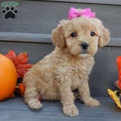 Ginger/Mini Goldendoodle									Puppy/Female	/8 Weeks,Prepare to fall in love !!! My name is Ginger and I’m the sweetest little F1b mini goldendoodle looking for my furever home! One look into my warm, loving eyes and at my silky soft coat and I’ll be sure to have captured your heart already! I’m very happy, playful and very kid friendly and I would love to fill your home with all my puppy love!! I am full of personality, and I give amazing puppy kisses! I stand out way above the rest with my beautiful curly light red coat! I will come to you vet checked, microchipped and up to date on all vaccinations and dewormings . I come with a 1-year guarantee with the option of extending it to a 3-year guarantee and our puppies also come with 30 days of pet insurance! My mother is Sandy, our 35#mini goldendoodle with a heart of gold and my father is Nimbo, our 13# chocolate merle mini poodle and he has been genetically tested!  I will grow to approx 20-25# and I will be hypoallergenic and nonshedding! Why wait when you know I’m the one for you? Call or text Martha to make me the newest addition to your family and get ready to spend a lifetime of tail wagging fun with me! (7% sales tax on in home pickups)