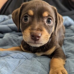 Ranger/Dachshund/Male/Baby Adopt a dog:Ranger/Dachshund/Male/Baby,Meet Ranger, the sweet and playful Dachshund/Chihuahua mix who’s ready to find his forever home! Ranger is a little ball of energy who loves to play with toys, wrestle with his siblings, and zoom around his pen. Despite his playful nature, he’s also the most quiet of the bunch, making him a calm and easygoing companion. If you’re looking for a fun-loving yet serene addition to your family, Ranger might just be your perfect match!
