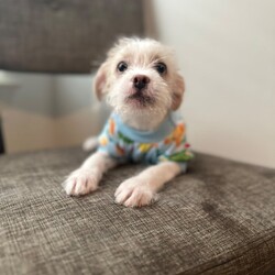 Adopt a dog:Watson/Terrier/Male/Baby,Apply at link below!
https://www.shelterluv.com/matchme/adopt/BPRG/Dog