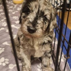 Gorgeous Merle F1 Sproodle Puppies - 1 left/Sproodle/Mixed Litter/6 weeks,AVAILABLE -
Black Tuxedo Boy - £900

RESERVED - Brown Merle Girl, Rare Phantom Merle Boy, Blue Merle Girl, Chocolate Boy, Chocolate Girl

Our beautiful family girl Suzie has had a litter of F1 - first generation Sproodle puppies. She gave birth to 6 gorgeous healthy pups on October 8th 2024, 3 boys and 3 girls.

Mum/ Dam is a KC Registered English Working Springer Spaniel. Suzie is white with liver patches. She is a well loved family pet who is good with people and other dogs. She is very energetic and fun and her favourite game is playing catch with a ball. She was very easy to train and has taken to being a mum very naturally. She has been health tested and is genetically clear. Papers can be seen.

Dad/ Sire named Spyro is a miniture Merle Poodle. He lives with other dogs and is very well behaved. He has passed all health tests and is genetically clear (paperwork can be seen).

The puppies have been raised around lots of noise, children and other dogs.

The puppies will be available to leave 04.12.2024 and will leave with the following:
Puppy Contract
Vet Checked
De-wormed at 2, 4, 6 and 8 weeks with Drontal puppy Worming Syrup
Microchipped
1st puppy vaccination
A puppy pack including an offcut of a blanket with mum's scent, a toy, poop bags, list of all of above and details of food and meal times.

Deposit: A non-refundable holding deposit of 25% is required to secure the puppy of your choice.
Photos will be sent on a regular basis to the new/ potential owners until they are ready to leave. I will also keep in touch around puppies birthdays etc.

Viewings: All viewings will require ID from all people attending, this is to ensure the safety of myself, family, dogs and puppies.

Contact: Please note calls from withheld numbers will not be answered.