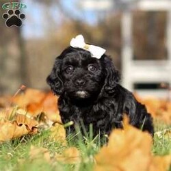 Amelia/Havapoo									Puppy/Female	/7 Weeks,Meet the most charming little puppy named Amelia. A Havapoo puppy that’s sure to steal your heart! This little girl is a mix of Havanese and Poodle known for their small size, this makes Amelia the perfect cuddle buddy who fits right into your arms or a cozy spot on the couch. Havapoos are celebrated for their loving and affectionate nature, always ready to shower you with cuddles and kisses. With her hypoallergenic, curly coat, she’s not only adorable but also a great choice for families with allergies. This little puppy is playful, intelligent, and eager to be your loyal companion, bringing endless joy and warmth into your home!