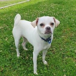 Minnie/Pug / Jack Russell Terrier (Smooth)/Female/1 Year,Hello there, my name is Minnie, and I'm a charming 1 year old female Pug mix with lots of love to share. I've got a zest for life that is just waiting to be explored with you. I'm in my puppy era, so I'm eager to learn about life and everything it has to offer. I'm pretty social but I don't really understand other dogs, so I will need ongoing training to help with my interactions with others. My play mate needs to be calm and neutral with other dogs. I don't have any history with other animals, so I might be curious, but I promise to be on my best behavior. I'm looking for a home where I can get plenty of time to play, explore, and learn. If you work average hours, that's perfect for me! I can entertain myself, but I also love company. I'm best suited for a home with adults or families with children over 12 years old as I am bouncy and am yet to understand that jumping and nipping (mainly to get what I want, when I want it!!) isn't overly fun for humans. My vets have plans to do further surgeries and this will be completed at RSPCA Veterinary Hospital in Yagoona. I would love the chance to settle into my new home first and allow for a smoother recovery. It is recommended that you are located in the Sydney/Illawarra/Central Coast as you will need to travel to Yagoona for further vet appointments. I'm a bundle of joy and energy, and I can't wait to meet you and become a part of your life! Best with Children Aged: 