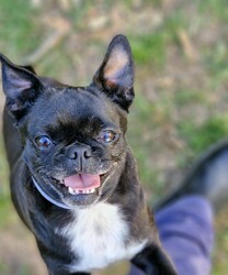 Daffodil/Pug / Jack Russell Terrier (Smooth)/Female/2 Years 4 Months,Hello there! My name is Daffodil, a charming little lady with a heart as bright as my namesake flower. I'm a Pug/Jack Russell terrier mix, about 2 years young, full of energy but with a mild manner that makes me perfect for a calm and peaceful home. I'm looking for a human who works average hours and can spend quality time with me. I'm quite sociable with some other dogs, so if you have room in your heart for one more, that would be great! I will need to meet any potential doggy friends prior to going home with you to ensure our energy levels match. I also have no known issues with children or other animals, so I can fit right into any loving home without a hitch. My new yard needs to have fencing which I can't see through as I get a bit jealous when seeing others out and about and I want to join in! The staff here can help you with some ideas to help me regarding the fencing don't worry! A little about me – I'm a curious girl and I love learning about life. Daily activities that stimulate my mind are my idea of fun! So, if you're up for some fun training sessions, we could be a match made in heaven. I need a home with someone who understands that I'm a dog who needs to explore and learn new things. But don't worry, I've been told I'm a quick learner and I love snacks! My vets have plans to do further surgeries and this is already booked in at RSPCA Veterinary Hospital in Yagoona. I would love the chance to settle into my new home first and allow for a smoother recovery. It is recommended that you are located in the Sydney/Illawarra/Central Coast as you will need to travel to Yagoona for further vet appointments. Remember, I'm Daffodil, and I'm ready to bloom in my new forever home with you!