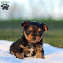 Marshall/Yorkie									Puppy/Male	/8 Weeks,Meet the most darling Yorkshire Terrier, Marshall! This handsome boy is playful yet affectionate and he has a curious personality that keeps every day interesting. Yorkies are well known for their intelligence, trainability & loyalty to their owners, they also tend to shed very little so they make wonderful family pets. We have always loved this breed, their brave and feisty spirit sets them apart from others!