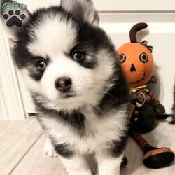 Saint/Pomsky									Puppy/Male	/7 Weeks,Toy sized black and white Pomsky puppy with 2 blue eyes and very calm, loving, and playful temperament. Beautiful fluffy wooly coat. 