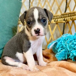 Adopt a dog:Bluey Betty/Pit Bull Terrier/Female/Baby,Meet Bluey! She is currently 4 weeks old, and we think she may be a tiny Pit Bull Terrier mix, but with rescue its always a guess! This puppy is from a part of the US where puppies are regularly euthanized. So, this puppy needs you! If you choose a puppy from this rescue, it saves their life AND it also allows us to save the life of another in its place.

Bluey is playful, sweet, curious, and cuddly. She loves to play with her siblings and take lots of naps. Eat, sleep, play, repeat - such is puppy life! 

Bluey is still young so she will need a family that can commit to training, socialization and all the dedication puppyhood requires. Her new family will need to continue with potty and crate training and daily exercise. We require a commitment from adoptive families to crate train their new puppy. When old enough, they will be perfect to go on walks and hikes or show off around your neighborhood. 

You will be guaranteed to get lots of kisses in return from your new best friend!

Application link: https://adopt.animalsfirst.com/animal/62cc8e128b02916730334440/671af7d319e65101d10ddb21

Please email tim@threelittlepittiesrescue.org with any questions.

Available for adoption in NV, MT, CO,UT, ID, OR, WA, Canada, and now the East Coast! Our PNW dogs are brought to you in style by a beautiful USDA licensed semi-truck, equipped with air conditioning for comfort, two drivers, and 2 onboard attendants providing 24 hour care. Our East Coast route will travel in a private, air conditioned 3LP-run van transport. 

Pick up day is unforgettable! You will get to follow along on their journey through a private FB Event page, where you will see photos, have the opportunity to connect with other adopters, and receive updates and constant communication along the way. One of our Adoption Coordinators can help to find the closest transport pick up location to you!

The adoption fee is $900.00 and includes all vetting as recommended by our doctor: DAPP (2 to 4 depending on age and time in the program), Bordetella, Rabies vaccine (if old enough), multiple broad spectrum deworming treatments, spay/neuter, flea prevention, 2 months of heartworm preventative, extended medical such as dentals, eye surgeries, and orthopedic surgeries prior to adoption when suggested by our partner vets, a microchip with free lifetime registration, a high quality nylon Martingale collar for dogs over 4 months old, a health certificate deeming the pup healthy for travel, cost of transport*, and many priceless years of love and loyal companionship!

*WE ARE TOLD THAT WE GO ABOVE AND BEYOND MEDICALLY. This is the feedback we tend to get, although we cannot guarantee perfect health. 
*To fully vet a dog in the PNW or the NE at many vets it would be upwards of $1,800 just to fix, vaccinate, chip, etc. The adoption fees charged by our rescue do not cover our expenses medically for each animal, but we offset costs with donations. Your adoption fee is considered a donation towards actual costs.

Why adopt from Three Little Pitties?

The stray and animal overpopulation in the Greater Houston area is the highest in the nation. Statistics show that there are over 1 million homeless animals in this region alone. Three Little Pitties Rescue is a nonprofit dog and cat rescue that partners with the community to make a difference. Our mission is to reduce the homeless pet population through community outreach, free spay and neuter services, and saving all breeds of dogs and cats from the streets or animal shelters that oftentimes have no other option but to euthanize animals for space. This dog youve found online is lucky to be in our program, and even luckier to have you notice it!

Three Little Pitties wants to set you and your new pet up for success! We know our dogs and we work hard to prepare them socially for adoption. We are a network of dedicated people who are heavily invested in seeing our animals thrive. From the moment they are accepted into our program, our Intake, Behavior & Medical teams prepare them for adoption by properly vetting, behaviorally assessing, and providing customized plans depending on the dogs needs. We seek to adopt to families who understand that these are rescue dogs and will require continued training efforts, but will be well on their way to being the best dogs that they can be!

It doesnt stop there! Our adopters also receive these special perks:

 30 day trial of pet insurance with Trupanion (must register within 24 hours of first vet appt.)
 A free private online dog training session with GoodPup plus low pricing for future sessions (approx $25 weekly for an 8 week course of one session per week)
 One free bonus toy in every BarkBox when signing up for their Super Chewer subscription plan
 70% off of your first order of Fetch, a PNW based, organic fresh dog food loaf meal subscription plan
 Coupons for a fun visit to Petco 
 Access to our exclusive FB Adopters page, where you can network for play dates, resources, and connect with other adopters that share their passion for their adopted pup!

We celebrated our 6 year anniversary this year! Through the combined efforts of all of our hardworking staff and volunteers, we have placed over 12,000 very lucky dogs and cats into amazing homes! By adopting from us, you save TWO lives! The pet you adopt, and you create an opportunity for another animal to be saved in that spot. Together, we can be heroes.

Follow our rescue journey through the links below!

https://www.threelittlepittiesrescue.org/ https://www.facebook.com/threelittlepittiesrescue https://www.instagram.com/threelittlepittiesrescue

*Due to the rising cost of fuel and transportation expenses, there will be an additional $74 surcharge for transport.

DISCLAIMER- Breed type is determined based on general appearance and behavioral characteristics, and cannot be guaranteed unless DNA test results or AKC registration were provided at intake.