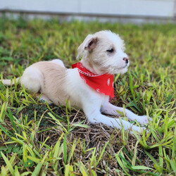 Adopt a dog:Watson/Terrier/Male/Baby,Apply at link below!
https://www.shelterluv.com/matchme/adopt/BPRG/Dog