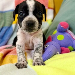 Adopt a dog:Mochi Betty/Pit Bull Terrier/Male/Baby,Meet Mochi! He is currently 4 weeks old, and we think he may be a Pit Bull Terrier mixed with Frenchie or pug, but with rescue it’s always a guess! His mom is only about 35 lbs. The babies are so small so may end up medium sized - too cute!
So, this puppy needs you! If you choose a puppy from this rescue, it saves their life AND it also allows us to save the life of another in its place.

Mochi is playful, sweet, curious, and cuddly. He loves to play with his siblings and take lots of naps. Eat, sleep, play, repeat - such is puppy life!

Mochi is still young so he will need a family that can commit to training, socialization and all the dedication puppyhood requires. His new family will need to continue with potty and crate training and daily exercise. We require a commitment from adoptive families to crate train their new puppy. When old enough, they will be perfect to go on walks and hikes or show off around your neighborhood.

You will be guaranteed to get lots of kisses in return from your new best friend