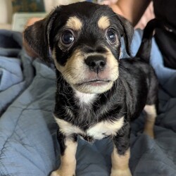 Rocky/Dachshund/Male/Baby Adopt a dog:Rocky/Dachshund/Male/Baby,Rocky sounds absolutely adorable! With that mix of Dachshund and Chihuahua, I can already imagine how full of personality he must be. He’s playful, cuddly, and loves to chill out—what a perfect balance! If you’re looking to share more about him or need tips on finding him the perfect home, feel free to let me know. He’s sure to bring so much joy to whoever adopts him