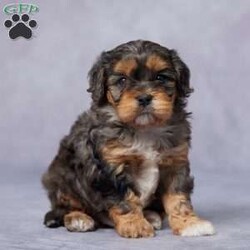 Gizmo/Cavapoo									Puppy/Male	/7 Weeks,Meet Gizmo, the lovable F1 Cavapoo who’s ready to become your best friend! Raised in a warm, family environment, Gizmo has been surrounded by love and plenty of attention, making him a well-socialized, friendly pup. He’s had a thorough vet check, is up-to-date on vaccines and dewormer, and is microchipped to keep him safe. Plus, we include a health guarantee for extra reassurance. His parents are AKC registered and genetically health tested, so Gizmo is set up for a happy, healthy life. And with delivery options available, bringing him home is easy, no matter where you live. Gizmo is waiting for a family to call his own – don’t miss out on the chance to welcome this little bundle of joy into your home!