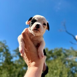 Adopt a dog:Knox Betty/Pit Bull Terrier/Male/Baby,Meet Knox! He is currently 4 weeks old, and we think he may be a Pit Bull Terrier mixed with Frenchie or pug, but with rescue its always a guess! Her mom is only about 35 lbs. The babies are so small so may end up medium sized - too cute! 
So, this puppy needs you! If you choose a puppy from this rescue, it saves their life AND it also allows us to save the life of another in its place.

Knox is playful, sweet, curious, and cuddly. He loves to play with his siblings and take lots of naps. Eat, sleep, play, repeat - such is puppy life! 

Knox is still young so he will need a family that can commit to training, socialization and all the dedication puppyhood requires. His new family will need to continue with potty and crate training and daily exercise. We require a commitment from adoptive families to crate train their new puppy. When old enough, they will be perfect to go on walks and hikes or show off around your neighborhood. 

You will be guaranteed to get lots of kisses in return from your new best friend!

Application link: https://adopt.animalsfirst.com/animal/62cc8e128b02916730334440/671af7ee19e65101d10ddb27

Please email tim@threelittlepittiesrescue.org with any questions.

Available for adoption in NV, MT, CO,UT, ID, OR, WA, Canada, and now the East Coast! Our PNW dogs are brought to you in style by a beautiful USDA licensed semi-truck, equipped with air conditioning for comfort, two drivers, and 2 onboard attendants providing 24 hour care. Our East Coast route will travel in a private, air conditioned 3LP-run van transport. 

Pick up day is unforgettable! You will get to follow along on their journey through a private FB Event page, where you will see photos, have the opportunity to connect with other adopters, and receive updates and constant communication along the way. One of our Adoption Coordinators can help to find the closest transport pick up location to you!

The adoption fee is $900.00 and includes all vetting as recommended by our doctor: DAPP (2 to 4 depending on age and time in the program), Bordetella, Rabies vaccine (if old enough), multiple broad spectrum deworming treatments, spay/neuter, flea prevention, 2 months of heartworm preventative, extended medical such as dentals, eye surgeries, and orthopedic surgeries prior to adoption when suggested by our partner vets, a microchip with free lifetime registration, a high quality nylon Martingale collar for dogs over 4 months old, a health certificate deeming the pup healthy for travel, cost of transport*, and many priceless years of love and loyal companionship!

*WE ARE TOLD THAT WE GO ABOVE AND BEYOND MEDICALLY. This is the feedback we tend to get, although we cannot guarantee perfect health. 
*To fully vet a dog in the PNW or the NE at many vets it would be upwards of $1,800 just to fix, vaccinate, chip, etc. The adoption fees charged by our rescue do not cover our expenses medically for each animal, but we offset costs with donations. Your adoption fee is considered a donation towards actual costs.

Why adopt from Three Little Pitties?

The stray and animal overpopulation in the Greater Houston area is the highest in the nation. Statistics show that there are over 1 million homeless animals in this region alone. Three Little Pitties Rescue is a nonprofit dog and cat rescue that partners with the community to make a difference. Our mission is to reduce the homeless pet population through community outreach, free spay and neuter services, and saving all breeds of dogs and cats from the streets or animal shelters that oftentimes have no other option but to euthanize animals for space. This dog youve found online is lucky to be in our program, and even luckier to have you notice it!

Three Little Pitties wants to set you and your new pet up for success! We know our dogs and we work hard to prepare them socially for adoption. We are a network of dedicated people who are heavily invested in seeing our animals thrive. From the moment they are accepted into our program, our Intake, Behavior & Medical teams prepare them for adoption by properly vetting, behaviorally assessing, and providing customized plans depending on the dogs needs. We seek to adopt to families who understand that these are rescue dogs and will require continued training efforts, but will be well on their way to being the best dogs that they can be!

It doesnt stop there! Our adopters also receive these special perks:

 30 day trial of pet insurance with Trupanion (must register within 24 hours of first vet appt.)
 A free private online dog training session with GoodPup plus low pricing for future sessions (approx $25 weekly for an 8 week course of one session per week)
 One free bonus toy in every BarkBox when signing up for their Super Chewer subscription plan
 70% off of your first order of Fetch, a PNW based, organic fresh dog food loaf meal subscription plan
 Coupons for a fun visit to Petco 
 Access to our exclusive FB Adopters page, where you can network for play dates, resources, and connect with other adopters that share their passion for their adopted pup!

We celebrated our 6 year anniversary this year! Through the combined efforts of all of our hardworking staff and volunteers, we have placed over 12,000 very lucky dogs and cats into amazing homes! By adopting from us, you save TWO lives! The pet you adopt, and you create an opportunity for another animal to be saved in that spot. Together, we can be heroes.

Follow our rescue journey through the links below!

https://www.threelittlepittiesrescue.org/ https://www.facebook.com/threelittlepittiesrescue https://www.instagram.com/threelittlepittiesrescue

*Due to the rising cost of fuel and transportation expenses, there will be an additional $74 surcharge for transport.

DISCLAIMER- Breed type is determined based on general appearance and behavioral characteristics, and cannot be guaranteed unless DNA test results or AKC registration were provided at intake.