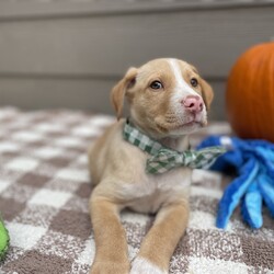 Adopt a dog:Banzai/Yellow Labrador Retriever/Male/Baby,Banzai is a sweet boy, he is part of a group of 13 puppies we saved from a high kill shelter. He is a wonderful happy boy that is ready for his very own family!  He enjoys his playtime in his puppy play group, running in the play yard and wrestling with the toys.

Banzai is estimated to be 3 1/2 months old, he currently weighs 8 lbs, he will likely be medium sized as an adult. 

If you're looking for a furry friend who will stick by your side through thick and thin, look no further than little Banzai. Please consider giving this sweet fella his forever home.

PLEASE READ THIS TO ADOPT:

Please copy and paste the following URL for the adoption application:

https://www.shelterluv.com/matchme/adopt/FPSL/Dog

COMPLETED APPLICATIONS TAKE PRECEDENCE OVER INQUIRIES. If you are interested in adopting, the FIRST step is to complete an application.

Please note that our animals are rescued and transported from South Mississippi where major animal overpopulation means less homes. We only transport them if adopted, in most instances, we can be available for a video call once an application has been approved.

We are USDA certified and WE PERSONALLY TRANSPORT OUR OWN adopted animals to meet their new families. We transport every 2-3 weeks.

Our adoption fee includes the spay/neuter, age appropriate vaccinations, Microchip, Mississippi Health Certificate, and the transport service to get the new family pet to you

***Breed input is required for each platform but is not guaranteed to be accurate. We do not DNA test. We rescue animals from different situations.We discuss breed assignments with our vets to label them as accurately as possible.***

We are currently unable to adopt pets to ME and RI residents.
