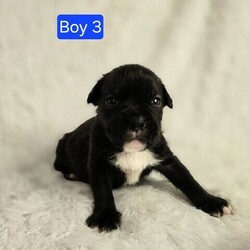 Adopt a dog:me/English Bulldog/Male/Baby,ADOPT ME ONLINE: https://ophrescue.org/dogs/13894

Hi Im Barnabas (The Vintage Litter)!
I've got the whole packagebrains, heart stopping good looks and dont forget my 'sourmug' face with loads of raw talentand I'm ready to use them. Teach me, praise me and I guarantee I'll make you proud at home, on walks, and meeting new friends. When Im not admiring your every move, Id love to be playing with other dogs. So, what do you say?
Who doesnt like to cuddle up with a friendly but dignified pup like me and watch TV? 
Wanna be besties? Then click that Adopt Me button and fill out my application!

- I need someone who won't leave me home alone for more than 4 hours, at least not until I am older. The older I am, the more I can stay home alone. I just don't want you to get mad at me if I have accidents or chew things I'm not supposed to when you leave me for too long. I'm a puppy, so I get bored quickly and when I'm bored I could get in trouble.
- I am looking for my forever home, not my for right now home. So as I get bigger I need someone to teach me how to be the best dog I can be. I am young and still learning. You may want to teach me some new tricks like sit, stay, etc. Professional training will help me bond with you. That sounds like fun!
- I saved the most important for last. I am hoping my new mom or dad will snuggle with me, play with me and love me forever and ever!
Please note that because this puppy is so young, it has only received 2 of the required 3 puppy distemper vaccines. This is very IMPORTANT because it means that the immune system will not be fully functioning until about 16 weeks of age. Until then, the puppy MUST stay out of public places where it could be exposed to the germs of other dogs. These no puppy zones include all pet stores, dog parks, and for apartment dwellers, areas used by other dogs. These requirements are strictly for the puppys medical safety and longevity.
This puppy is microchipped and up to date on age appropriate vaccines and monthly preventatives.

To adopt fill out the simple online application at https://ophrescue.org 
Operation Paws for Homes, Inc. (OPH) rescues dogs and cats of all breeds and ages from high-kill shelters in NC, VA, MD, and SC, reducing the numbers being euthanized. With limited resources, the shelters are forced to put down 50-90% of the animals that come in the front door. OPH provides pet adoption services to families located in VA, DC, MD, PA and neighboring states. OPH is a 501(c)(3) organization and is 100% donor funded. OPH does not operate a shelter or have a physical location. We rely on foster families who open their homes to give love and attention to each pet before finding a forever home.All adult dogs, cats, and kittens are altered prior to adoption. Puppies too young to be altered at the time of adoption must be brought to our partner vet in Ashland, VA for spay or neuter paid for by Operation Paws for Homes by 6 months of age. Adopters may choose to have the procedure done at their own vet before 6 months of age and be reimbursed the amount that the rescue would pay our partner vet in Ashland.