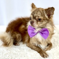 Charly/Chihuahua/Male/Adult Adopt a dog:Charly/Chihuahua/Male/Adult,Charly is a 2 year old 5lb male long coat chihuahua. He is a sweet boy that is a little shy in the beginning but warms up quickly for treats. He is crate trained. He will need some work with house training.