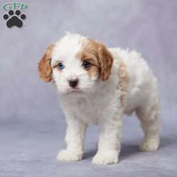 Ike/Cavapoo									Puppy/Male	/5 Weeks,Meet Ike, the lovable F1 Cavapoo who’s looking for his forever family! Raised in a warm, loving environment, Ike is well-socialized and ready to be your best friend. He’s been fully vet-checked, up-to-date on his vaccines and dewormer, and is microchipped for added peace of mind. Ike also comes with a health guarantee, so you can feel confident in his happy, healthy future. His parents are both AKC registered and have passed genetic health tests, ensuring that Ike has a great start in life. Plus, we offer delivery options to make bringing him home easy and convenient, no matter where you are. Ike is ready to shower you with love and joy—don’t miss the chance to welcome this sweet boy into your home!