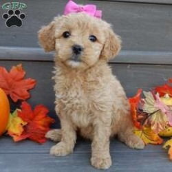 Ginger/Mini Goldendoodle									Puppy/Female	/8 Weeks,Prepare to fall in love !!! My name is Ginger and I’m the sweetest little F1b mini goldendoodle looking for my furever home! One look into my warm, loving eyes and at my silky soft coat and I’ll be sure to have captured your heart already! I’m very happy, playful and very kid friendly and I would love to fill your home with all my puppy love!! I am full of personality, and I give amazing puppy kisses! I stand out way above the rest with my beautiful curly light red coat! I will come to you vet checked, microchipped and up to date on all vaccinations and dewormings . I come with a 1-year guarantee with the option of extending it to a 3-year guarantee and our puppies also come with 30 days of pet insurance! My mother is Sandy, our 35#mini goldendoodle with a heart of gold and my father is Nimbo, our 13# chocolate merle mini poodle and he has been genetically tested!  I will grow to approx 20-25# and I will be hypoallergenic and nonshedding! Why wait when you know I’m the one for you? Call or text Martha to make me the newest addition to your family and get ready to spend a lifetime of tail wagging fun with me! (7% sales tax on in home pickups)