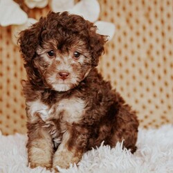 Amber/Miniature Poodle									Puppy/Female	/8 Weeks,This is Amber. We expect her to be between 13 – 15 lbs when grown. They will also have a hypoallergenic coat.