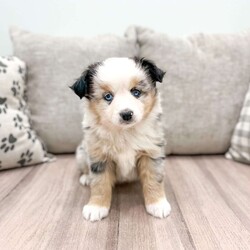 Izzabel/Miniature Australian Shepherd									Puppy/Female	/8 Weeks,This sweet and adorable Mini Australian Shepherd is looking for a forever family!