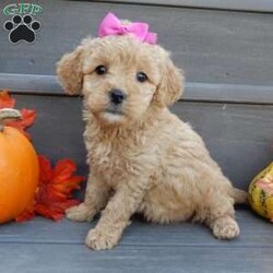 Ginger/Mini Goldendoodle									Puppy/Female	/8 Weeks,Prepare to fall in love !!! My name is Ginger and I’m the sweetest little F1b mini goldendoodle looking for my furever home! One look into my warm, loving eyes and at my silky soft coat and I’ll be sure to have captured your heart already! I’m very happy, playful and very kid friendly and I would love to fill your home with all my puppy love!! I am full of personality, and I give amazing puppy kisses! I stand out way above the rest with my beautiful curly light red coat! I will come to you vet checked, microchipped and up to date on all vaccinations and dewormings . I come with a 1-year guarantee with the option of extending it to a 3-year guarantee and our puppies also come with 30 days of pet insurance! My mother is Sandy, our 35#mini goldendoodle with a heart of gold and my father is Nimbo, our 13# chocolate merle mini poodle and he has been genetically tested!  I will grow to approx 20-25# and I will be hypoallergenic and nonshedding! Why wait when you know I’m the one for you? Call or text Martha to make me the newest addition to your family and get ready to spend a lifetime of tail wagging fun with me! (7% sales tax on in home pickups)