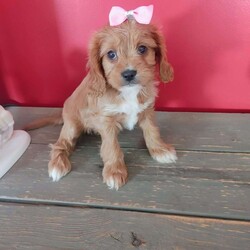 Kate/Cavapoo									Puppy/Female	/7 Weeks,Kate is the lightest with the straightest fur. More laid back and likes to just lay and watch the others .still has a good sense of humor .I love to watch them play:)