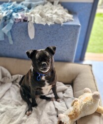 Butter/Pug / Jack Russell Terrier (Smooth)/Female/3 Years 2 Months,Hi there, I'm Butter, a sweet little Pug/Jack Russell terrier who's as lovable and cute as my name suggests. I'm a female pupper, about 3 years old, and I'm looking for a caring home with someone who works average hours. Although I have no history of issues with children or other animals, I would love to be the only dog in the household – that way, I get all the belly rubs! I'm a bit of a diva, you see. I need a household without other dogs and I promise to fill your life with love and joy in return. I'm still learning about the world around me, so I would love for my new family to continue my training. I enjoy my daily opportunities to learn about life, and I promise to be a fast learner! My vets have plans to do further surgeries and this is already booked in at RSPCA Veterinary Hospital in Yagoona. I would love the chance to settle into my new home first and allow for a smoother recovery. It is recommended that you are located in the Sydney/Illawarra/Central Coast as you will need to travel to Yagoona for further vet appointments. I can't wait to meet you and start our life together. Let's make some beautiful memories.