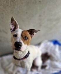 Coco/American Staffordshire Terrier/Female/1 Year 3 Months,Hello, I'm Coco, a sweet and energetic adult female Staffy! I’m looking for my forever home where I can thrive with love, attention, and some new adventures. I came into the shelter with another dog, and we still enjoy our walks together, so I’d love to meet any potential doggy siblings. I can get a little anxious when I’m left alone, and in my previous home. I’m happiest when I’ve got company, so I’d love a home where you’re around more often than not! I’m still working on being calm during alone time, so I’d appreciate a family who can help me feel safe and settled. Because I’m a bit boisterous and can get a little frantic at times, I’d be best suited to a home without young children. Older kids, over the age of 12, would probably be more comfortable with my energy and are more likely to understand how to interact with me properly. I can’t wait to find a loving home where I can be my true self. If you think we’d be a perfect match, come and meet me! Requirements: