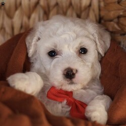 Bobby/Bichon Frise									Puppy/Male	/5 Weeks, is a happy, cuddly Bichon Frise puppy with a heart of gold. With her fluffy white coat and sparkling eyes, she’s a bundle of joy waiting to fill your days with love and laughter.